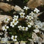 Saxifraga androsacea Habitus