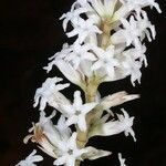 Dracophyllum mackeeanum Květ