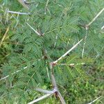 Acacia xanthophloea Hoja