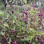 Gomphrena serrata Агульны выгляд