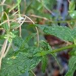 Epilobium roseum Fuelha