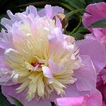 Paeonia lactiflora 花