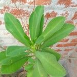 Euphorbia nivulia Hoja