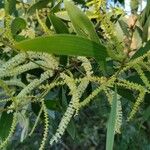 Acacia mangium ফুল