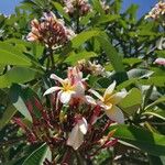 Plumeria rubraFlower