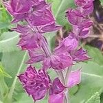 Salvia nemorosa Flower