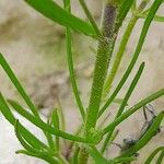 Plantago afra പുറംതൊലി