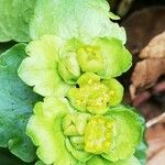Chrysosplenium alternifolium Цвят
