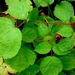 Rubus phoenicolasius Feuille