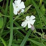 Silene noctiflora 花