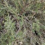 Colletia paradoxa Облик