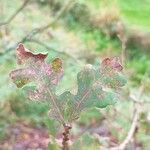 Quercus lobata Hoja