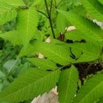 Bidens frondosa Leaf