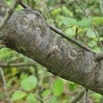 Prunus mahaleb Bark