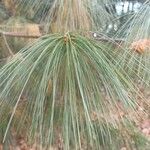 Pinus wallichiana Leaf