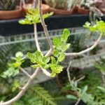 Bursera bipinnata Leaf