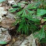 Diphasiastrum complanatum Libunga