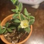 Delosperma pruinosumFlor