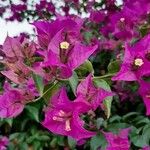 Bougainvillea spectabilis Flower