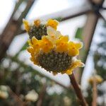 Edgeworthia chrysanthaFlower