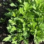 Artemisia princeps Листок