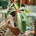 Euphorbia viguieri موطن
