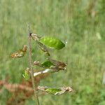 Vicia tenuifolia Fruto