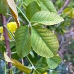 Crotalaria laburnifolia Leaf