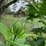 Hibiscus palustris Other