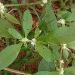 Alternanthera sessilis Ліст