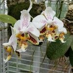 Phalaenopsis stuartiana Flower