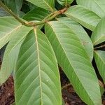 Lagerstroemia speciosa Blad