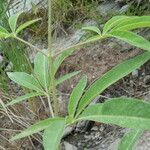 Vitex agnus-castus Folha