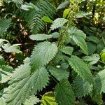 Urtica dioica Habit