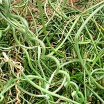 Juncus filiformis Blad