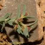 Euphorbia sulcata Other