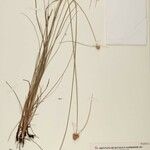 Cyperus brasiliensis Other