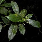 Hedyosmum bonplandianum Blatt