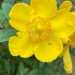 Hypericum patulum Flower