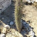 Didierea madagascariensis Habit