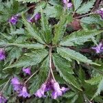 Cardamine pentaphyllos Blad