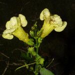 Aureolaria flava অভ্যাস