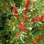 Pistacia lentiscus 花