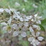Rubus canescens Cvet