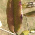 Erythroxylum laurifolium Feuille