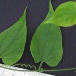 Sicydium schiedeanum Otro