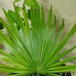 Livistona chinensis Folha
