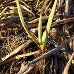 Typha latifolia Feuille