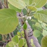 Actinidia deliciosa Otro