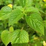 Acalypha alopecuroidea Leaf